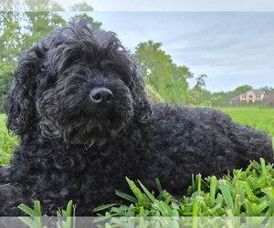 Poodle (Miniature) Dogs for adoption in Brewster, NY, USA