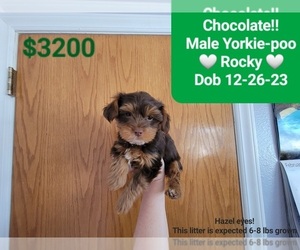 YorkiePoo Puppy for sale in TUCSON, AZ, USA