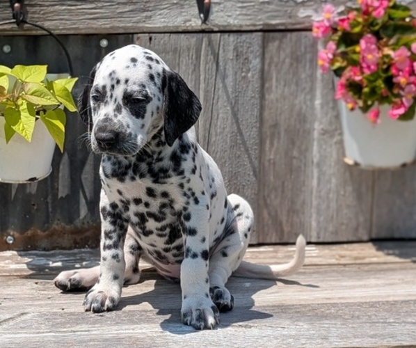 Medium Photo #17 Dalmatian Puppy For Sale in GOSHEN, IN, USA
