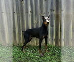 Small #2 Doberman Pinscher