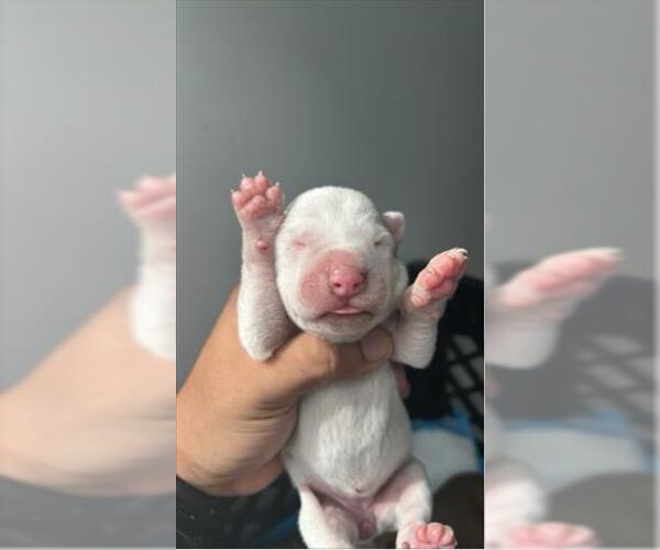 Medium Photo #1 Shepradors Puppy For Sale in Houston, TX, USA