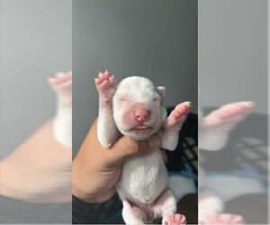 Shepradors Dogs for adoption in Houston, TX, USA