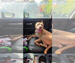 Small Photo #7 American Pit Bull Terrier Puppy For Sale in Holly Springs, NC, USA