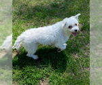 Small #4 Maltese
