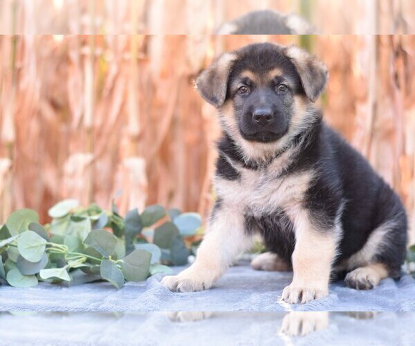 Medium Photo #3 German Shepherd Dog Puppy For Sale in FREDERICKSBURG, OH, USA