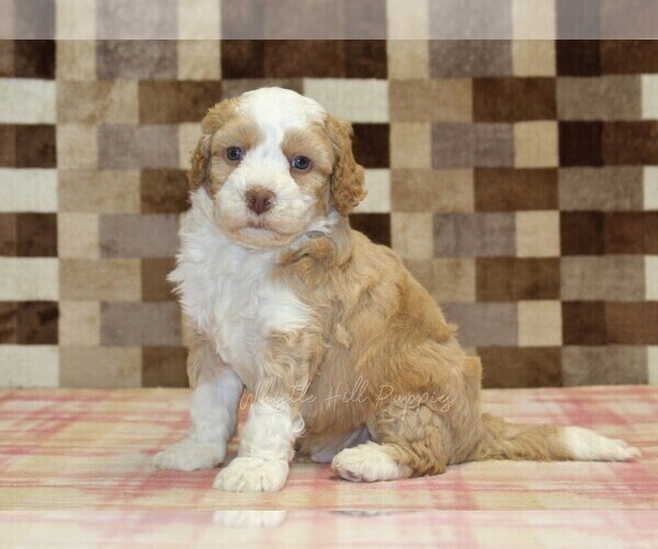 Medium Photo #4 Bernedoodle (Miniature) Puppy For Sale in DENVER, PA, USA