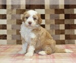 Small #3 Bernedoodle (Miniature)