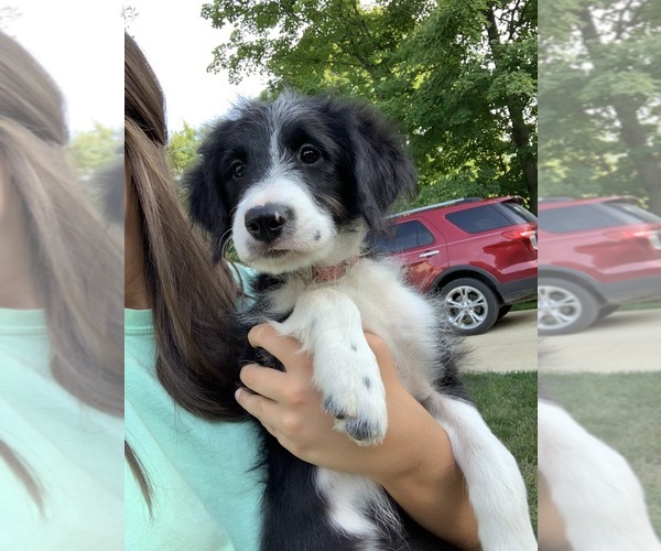 Medium Photo #11 Bordoodle Puppy For Sale in CRESTON, OH, USA