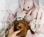 Small #4 Poodle (Toy)