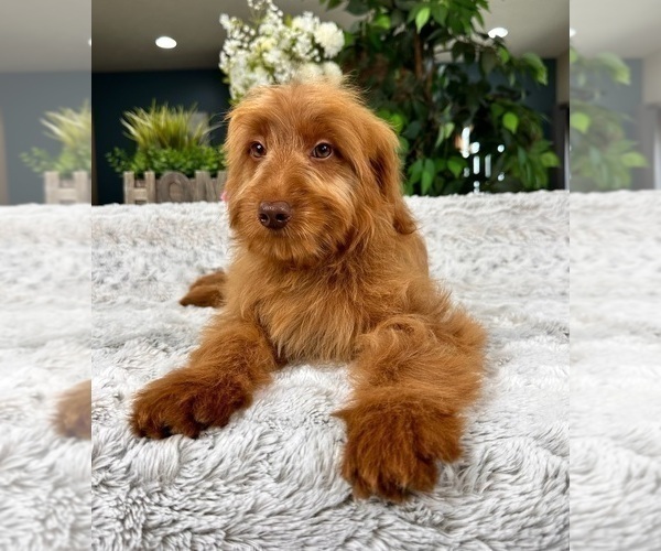 Medium Photo #2 Goldendoodle (Miniature) Puppy For Sale in GREENFIELD, IN, USA
