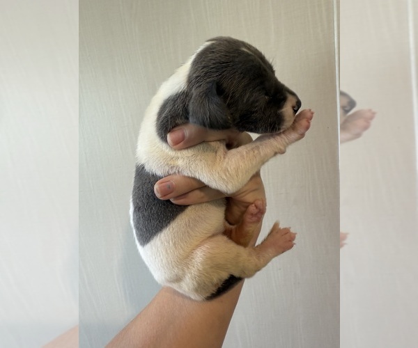 Medium Photo #4 Great Dane Puppy For Sale in HALLETTSVILLE, TX, USA