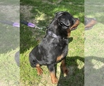 Small #4 Rottweiler