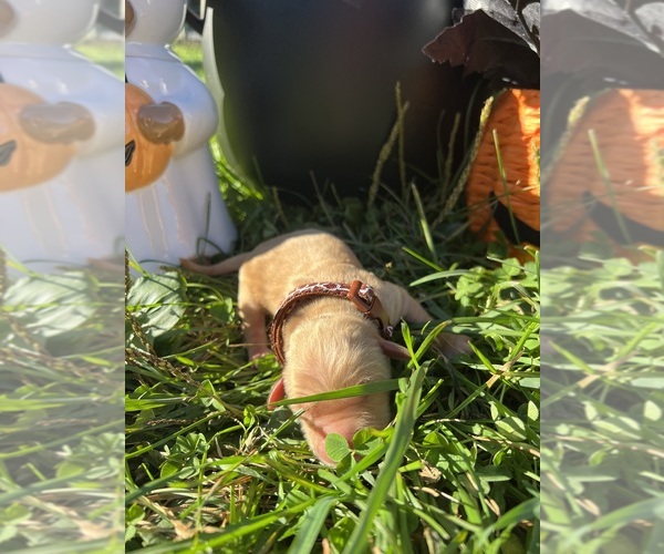 Medium Photo #3 Golden Retriever Puppy For Sale in NEOLA, WV, USA