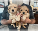 Small Photo #8 Cavapoo Puppy For Sale in FAIR GROVE, MO, USA