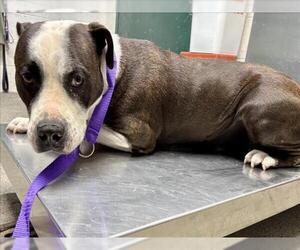 American Pit Bull Terrier-Unknown Mix Dogs for adoption in Woodland, CA, USA