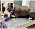Small American Pit Bull Terrier Mix