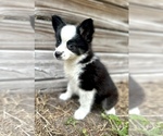 Small #1 Miniature Australian Shepherd