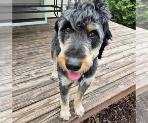Odin - Male Rottle Dog for Adoption - Photo #4