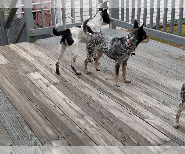 Medium Photo #4 Rat Terrier-Unknown Mix Puppy For Sale in Garden City, NY, USA