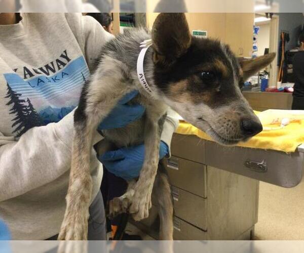Medium Photo #1 Texas Heeler Puppy For Sale in Riverside, CA, USA