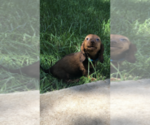 Small Photo #6 Dachshund Puppy For Sale in NASHVILLE, TN, USA