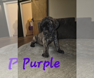 Medium Mastiff