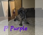 Puppy Puppy 2 Mastiff