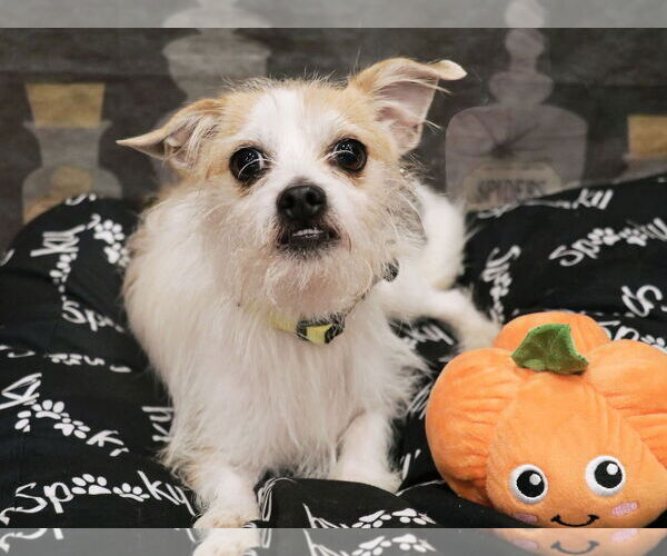 Medium Photo #2 Mutt Puppy For Sale in Victorville, CA, USA