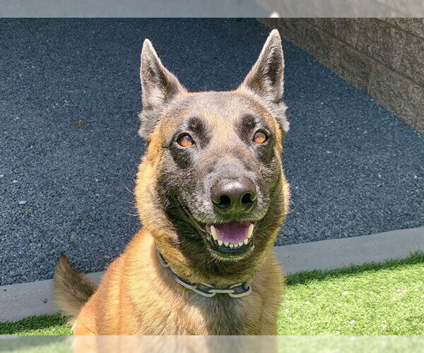 Medium Photo #1 Mutt Puppy For Sale in Moreno Valley, CA, USA