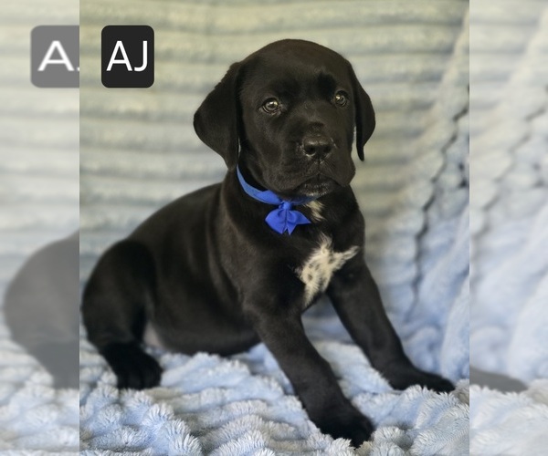 Medium Photo #7 Cane Corso Puppy For Sale in MINERAL WELLS, WV, USA