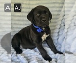 Small #6 Cane Corso