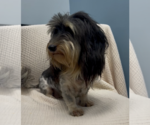Small #4 Dachshund