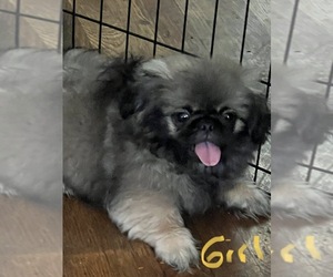 Pekingese Puppy for sale in SAN BERNARDINO, CA, USA