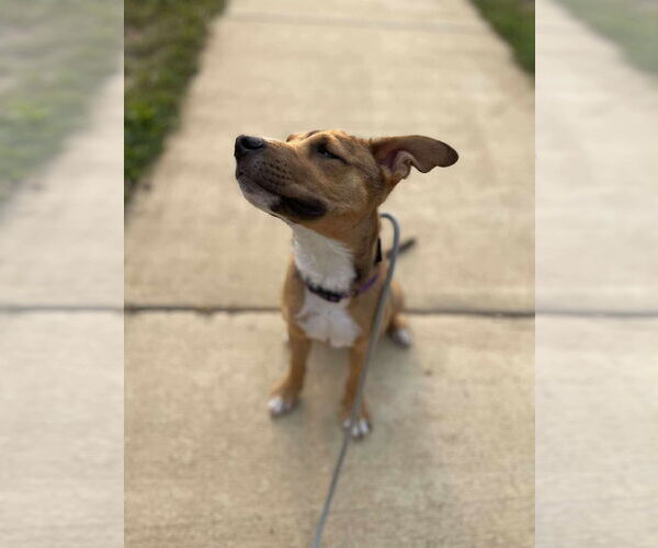 Medium Photo #12 Carolina Dog-Unknown Mix Puppy For Sale in Derwood, MD, USA