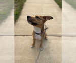 Small #11 American Pit Bull Terrier Mix
