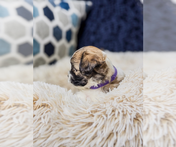 Medium Photo #11 Zuchon Puppy For Sale in CLERMONT, FL, USA