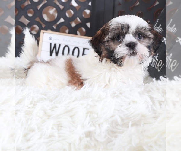 Medium Photo #4 Shih Tzu Puppy For Sale in MOUNT VERNON, OH, USA