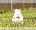 Small Photo #10 Olde English Bulldogge Puppy For Sale in WARSAW, IN, USA