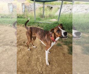 Mixer - Male Boxer-Unknown Mix Dog for Adoption - Photo #3