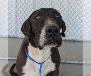 Great Dane-Unknown Mix Dogs for adoption in Bakersfield, CA, USA