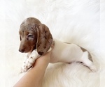 Small #9 Dachshund
