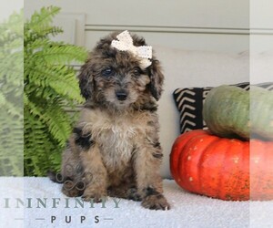 Golden Mountain Doodle Puppy for sale in NARVON, PA, USA