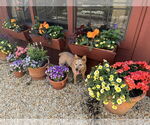 Small #2 Pembroke Welsh Corgi Mix