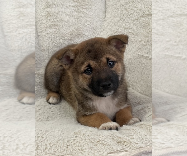 Medium Photo #3 Shiba Inu Puppy For Sale in PANORAMA VILLAGE, TX, USA