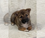 Small Photo #3 Shiba Inu Puppy For Sale in PANORAMA VILLAGE, TX, USA