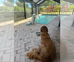 Small Photo #7 Golden Retriever Puppy For Sale in Bonita Springs, FL, USA