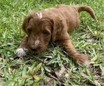 Puppy Teddy Goldendoodle