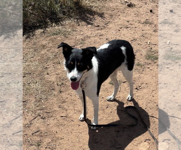 Medium Photo #4 Border Collie-Unknown Mix Puppy For Sale in Salt Lake City, UT, USA