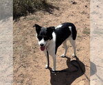 Small #3 Border Collie Mix