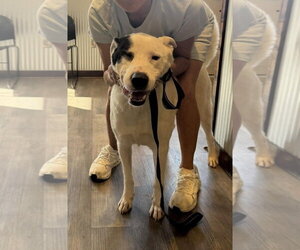 Petey - Male Labrador Retriever-Unknown Mix Dog for Adoption - Photo #4